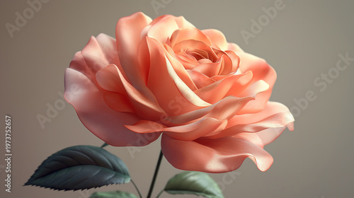 Elegant rose flower in full bloom