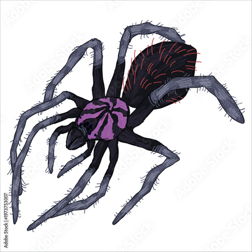 Illustration of a spider with unique pattern. Tarantula. Xenesthis immanis. Colorful, hand-drawn, vector illustration. Picturesque. Unique detailed stylization. Print on sketchbooks, stickers