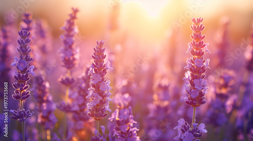 Lavender field with purple and lilac flowers gently moving in the breeze