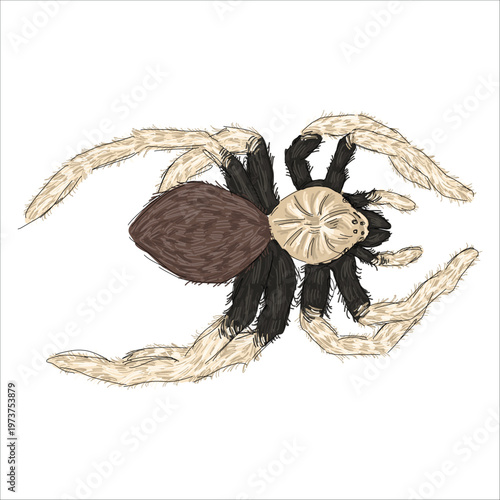 Illustration of a  western desert tarantula. Aphonopelma chalcodes. Colorful, hand-drawn, vector illustration. Picturesque. Unique detailed stylization. Print on sketchbooks, stickers, postcards