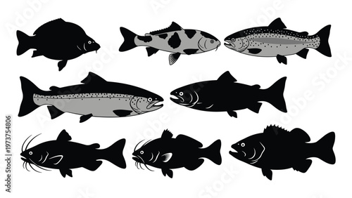 Freshwater fish collection vector set with trout catfish and carp silhouettes on white background