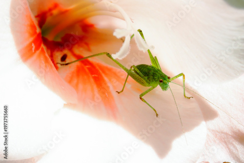 Une sauterelle sur une feuille.