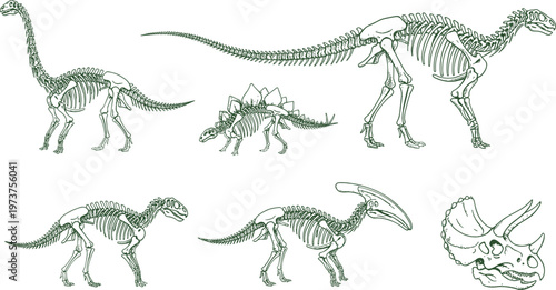 Vector illustration of dinosaur skeletons including sauropod, stegosaurus, theropods, parasaurolophus, and triceratops skull in green line art
