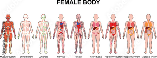 Vector illustration of female body anatomy showing muscular, skeletal, lymphatic, nervous, reproductive, respiratory and digestive systems