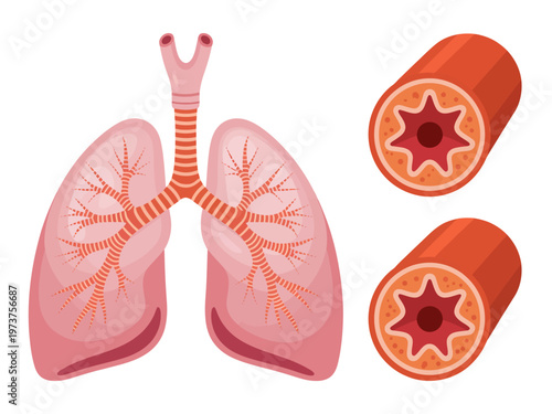 Anatomical of human lungs and bronchi cross sections with pink and orange tones anatomy