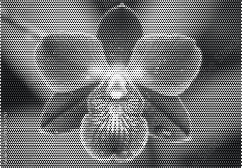 Orchid flower halftone background with floral petals and black white retro stipple texture design
