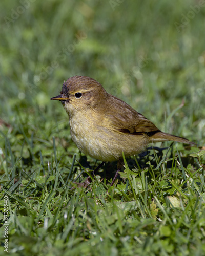 Photography Common Chiffchaff in Grass at Turvey Nature Reserve, Dublin, Ireland