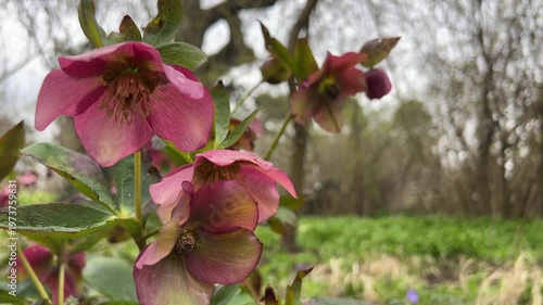 Blooming red hellebore in spring park.