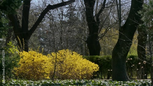 Blooming forsythia or golden bush in spring park.