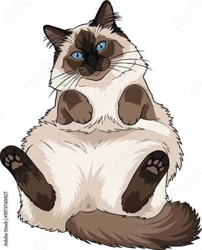Balinese Cat lying down belly up playful pose vector illustration