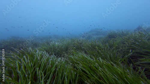Green posidonia seaweed field 