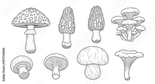 Mushroom set outline sketch illustration.