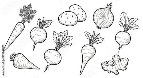 Root vegetable elements set outline sketch illustration.