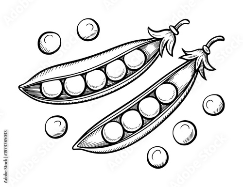 Hand drawn black and white of open pea pods with peas and scattered peas vegetable