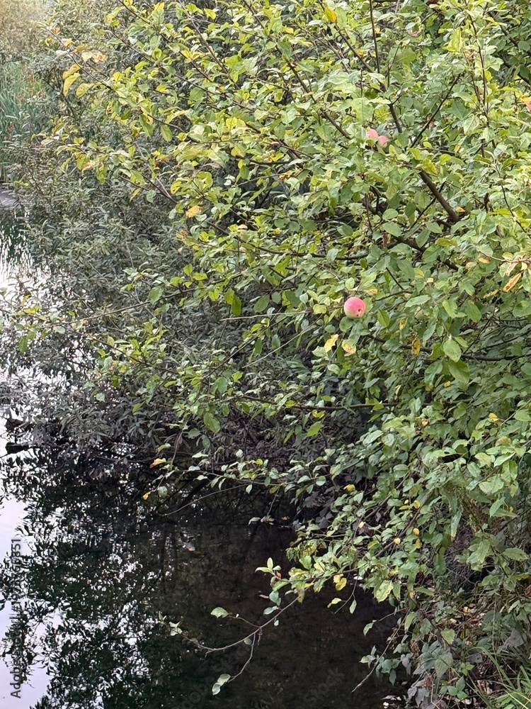Fototapeta premium A contrasting red winter apple growing on a tree above a river in summer