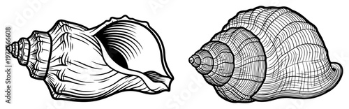 Foto Sacred conch shell shankha used in hindu rituals in detailed vintage engraving s