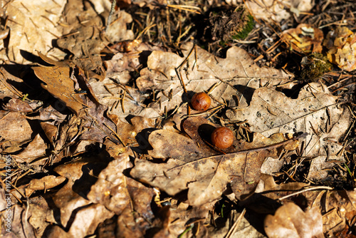 Sunlit acorns among autumn brown leaves. Warm sunlight illuminates glossy nuts on leaf bed