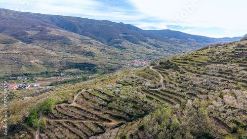 Cherry Blossom Terraces in Jerte Valley Spain