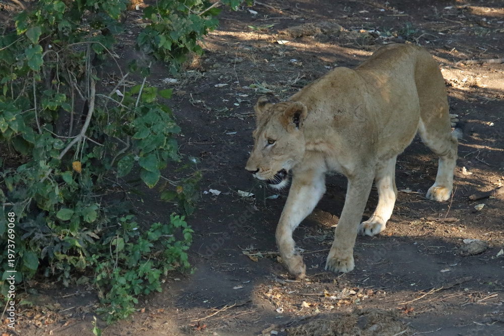 Fototapeta premium Afrikanischer Löwe / African lion / Panthera leo