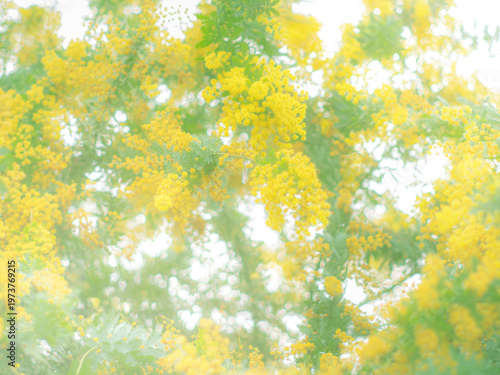 ミモザのある風景。春の公園や花壇を彩る黄色い花。優しい木漏れ日の雰囲気。ぼんやりした花畑のイメージ。