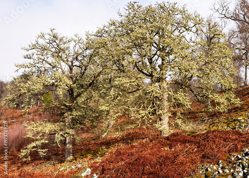 trees coverd in lichens