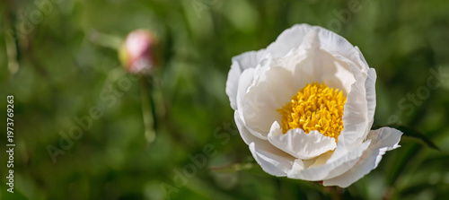 Schilderij op canvas White peony flower with bright yellow center soft green blurred background natur