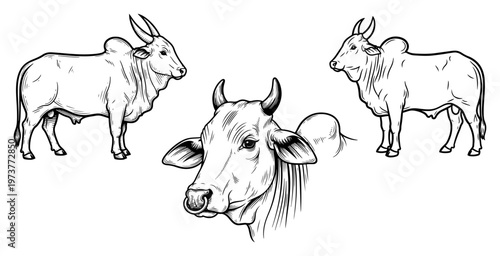 Sacred brahman bull and cow head set in vintage hand drawn sketch style