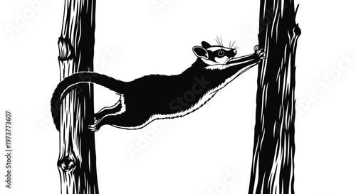 Sugar glider climbing on tree bark black and white vector illustration