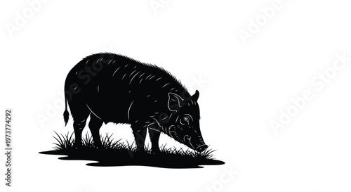 Wild boar grazing in grass field black and white vector illustration