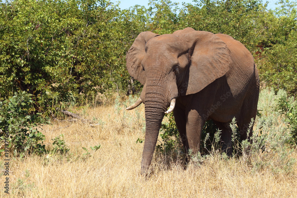 Fototapeta premium Afrikanischer Elefant / African elephant / Loxodonta africana