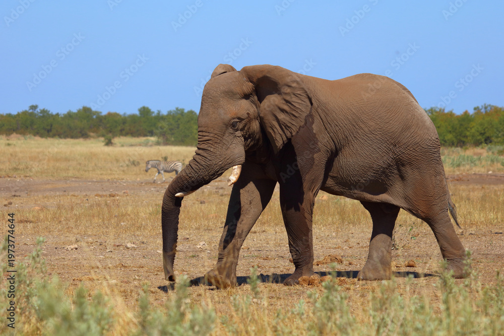 Fototapeta premium Afrikanischer Elefant / African elephant / Loxodonta africana