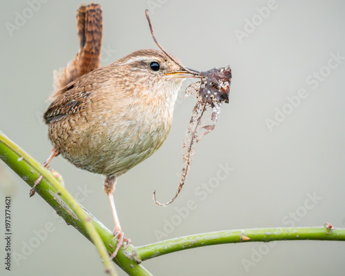 Bilde på lerret Eurasian wren carrying nesting material, detailed close-up of wildlife behavior