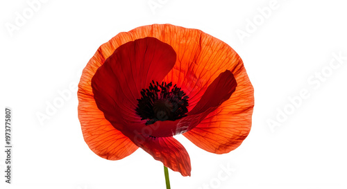 Vibrant red poppy flower isolated on transparent background with delicate petals isolated and transparent background