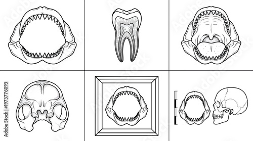 Detailed black and white line art illustrations depict various animal jaws, teeth, and skulls on a clean white background for anatomical study.