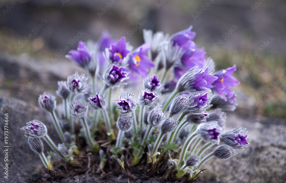 Obraz premium Cluster of delicate purple pasque flowers (pulsatilla) growing among rocks in early spring. Soft fuzzy stems and buds with vibrant violet petals captured in natural light and shallow depth of field.
