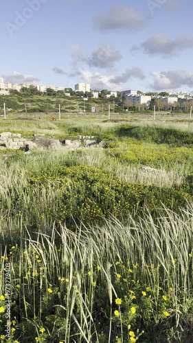 Swaying coastal grass near the Mediterranean shoreline, with contemporary Haifa cityscape visible in the distance, Israel.
