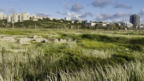 View of swaying grass by the Mediterranean Sea with modern buildings of Haifa, Israel on the horizon.