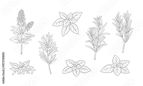 Collection of hand drawn line of culinary herbs and spices rosemary basil botanical