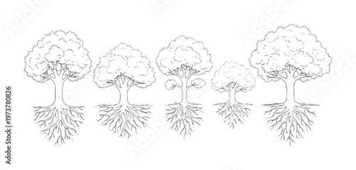 Five line trees with visible root systems roots nature organic