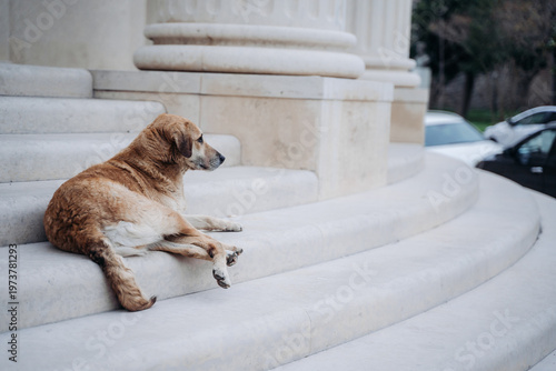 фотографія Stray dog resting on stone steps near urban architecture, looking aside