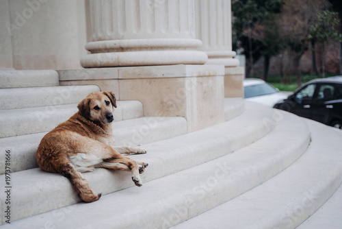 Photography Stray dog resting on stone steps near urban architecture, looking at camera