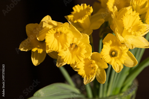 Canvas Print Yellow daffodils in a crystal vase, a beautiful harbinger of spring
