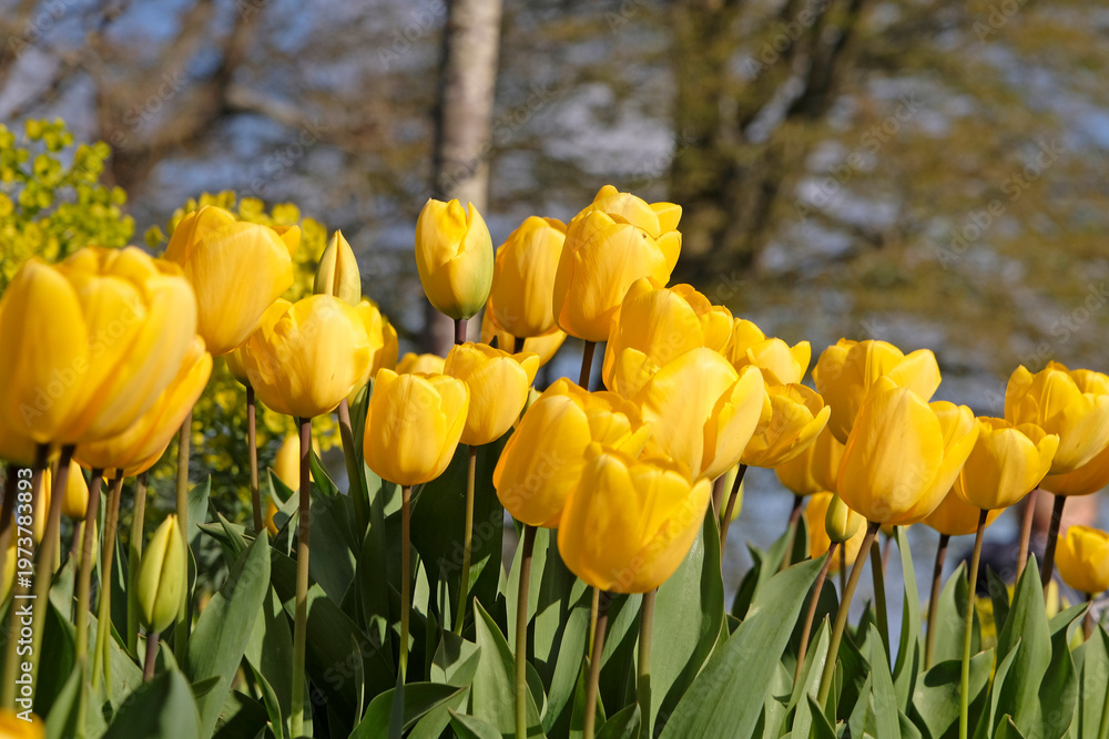 Obraz premium Yellow tulipa, tulip ‘golden oxford’ in flower.