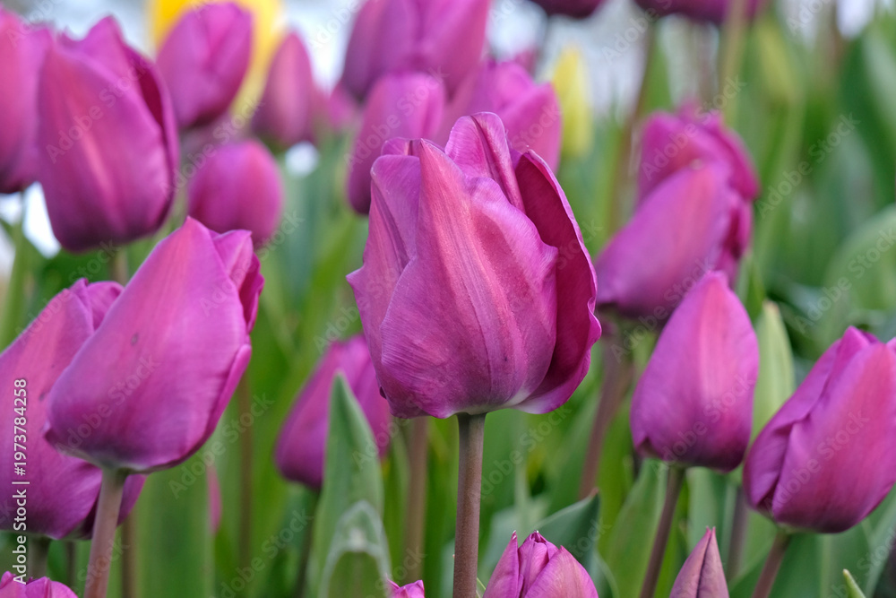 Obraz premium Purple tulipa, tulip ‘negrita’ in flower.