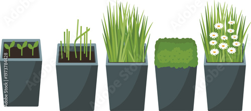 Modern flat vector set showing plant growth stages from seedlings to blooming flowers in stylish grey ceramic garden pots.