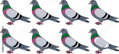 Collection of rock pigeon vector illustrations featuring urban birds with grey feathers and purple green iridescent neck markings isolated on 