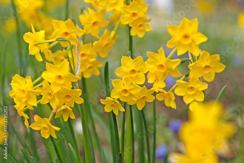 Dainty yellow Narcissus ‘Baby Boomer’ jonquil daffodils in flower.
