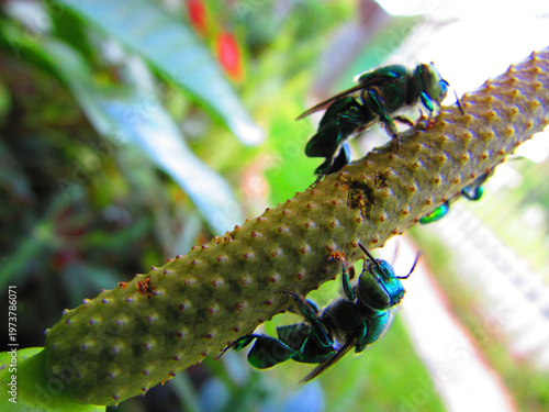 Obraz na plátně Beautiful green bees (Euglossa bazinga) on an anthurium flower.