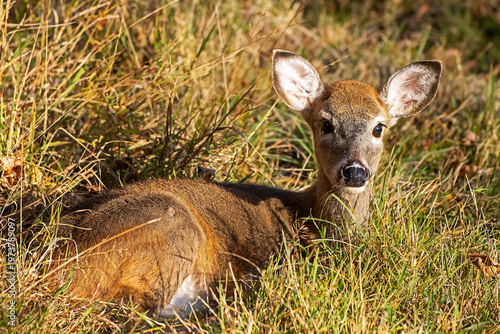 White-tail Deer