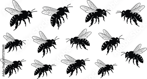 Black and white bee illustrations in multiple poses with wings, legs, detailed insect anatomy, nature pollination design concept